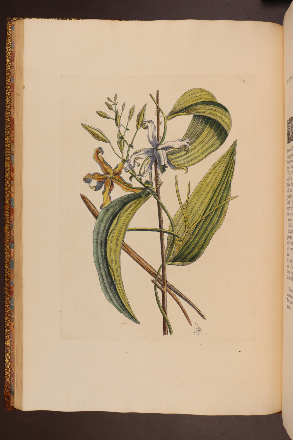 Plate 7